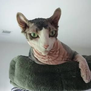 Meet your Posher, Lisa